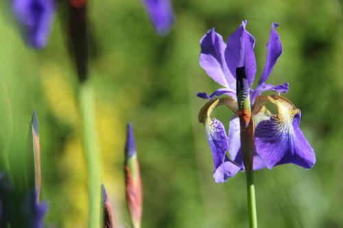 Iris de Sibérie